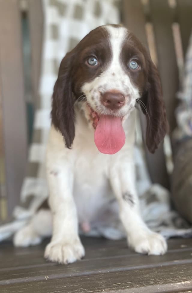 English Springer Spaniel Puppies media 4