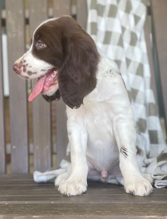 English Springer Spaniel Puppies media 5