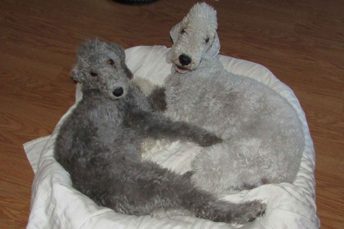 Bedlington Terrier Puppies breeder image 1