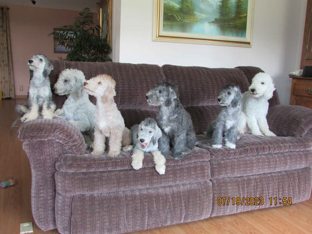 Bedlington Terrier Puppies media 8
