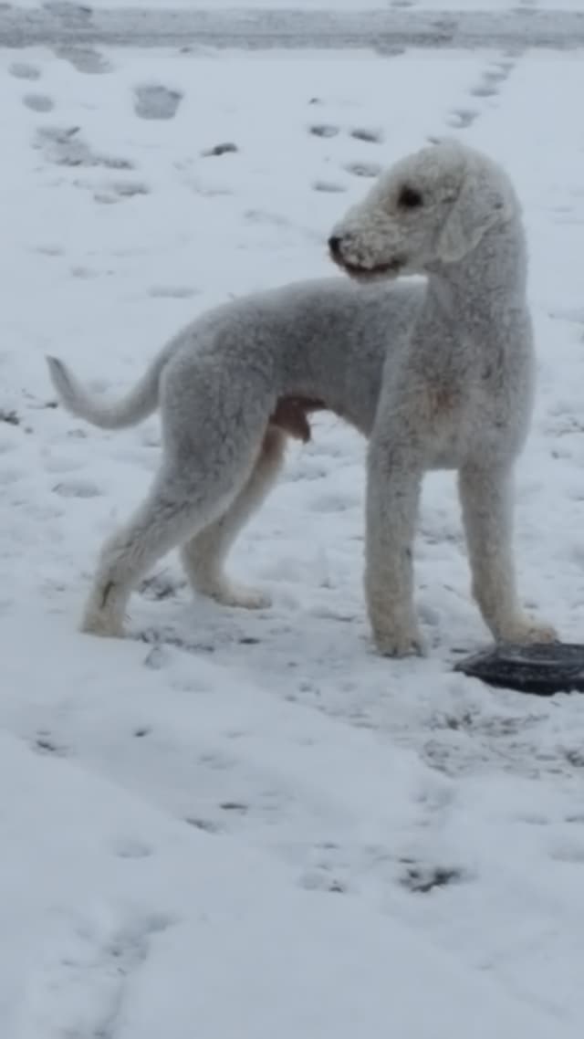 Bedlington Terrier Puppies media 9