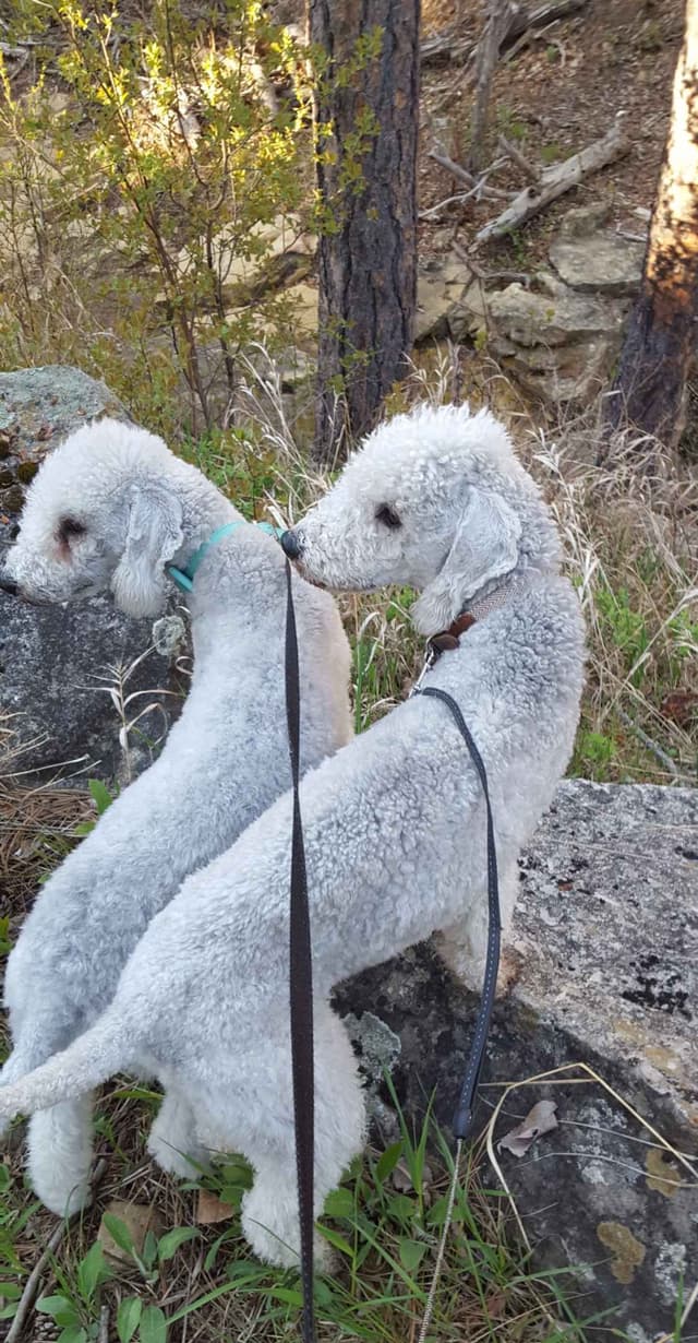 Bedlington Terrier Puppies media 10