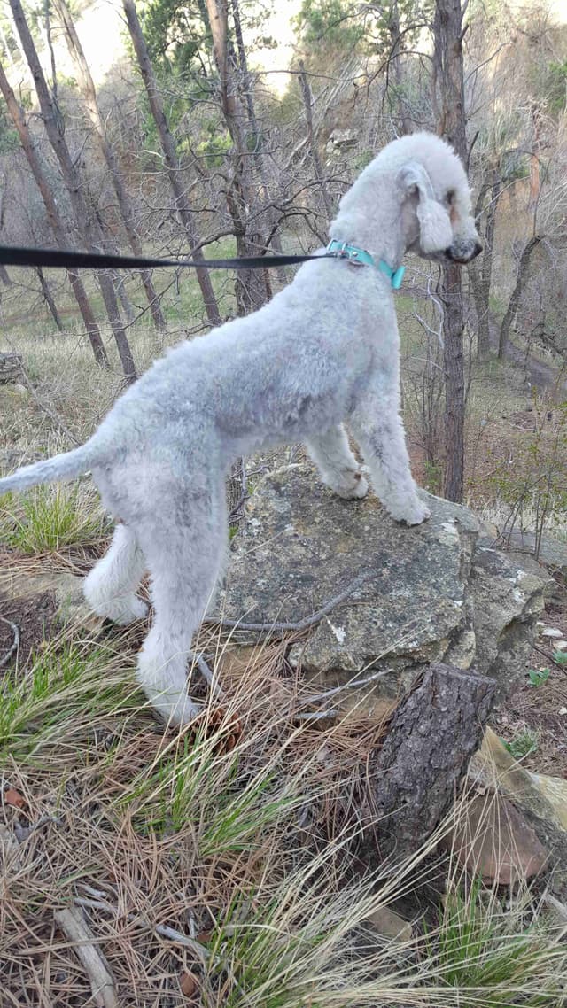 Bedlington Terrier Puppies media 11