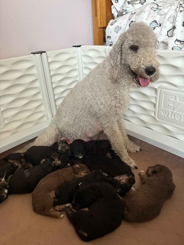 Bedlington Terrier Puppies media 7