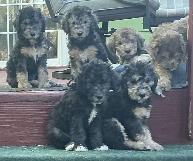Bedlington Terrier Puppies media 6