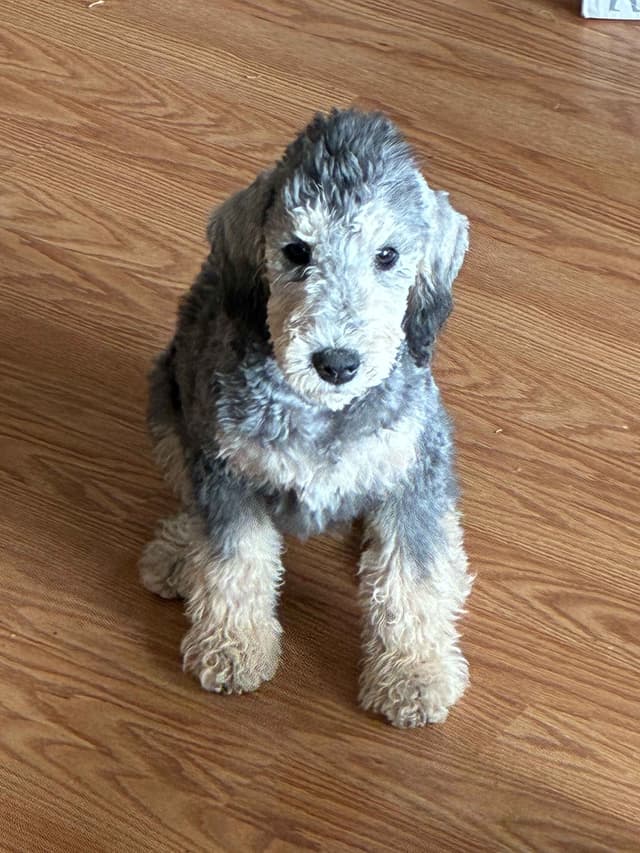Bedlington Terrier Puppies media 5