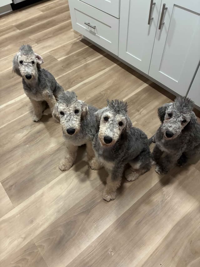 Bedlington Terrier Puppies media 3