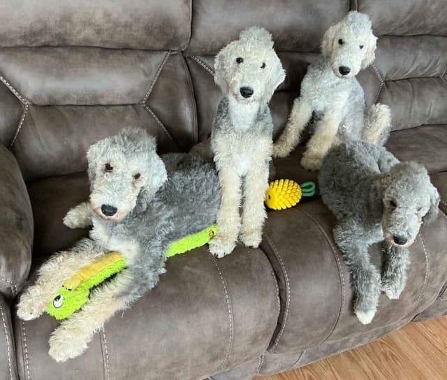 Bedlington Terrier Puppies media 2