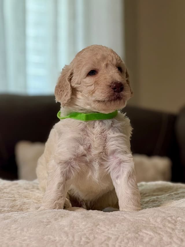 Standard Poodle Puppies media 3