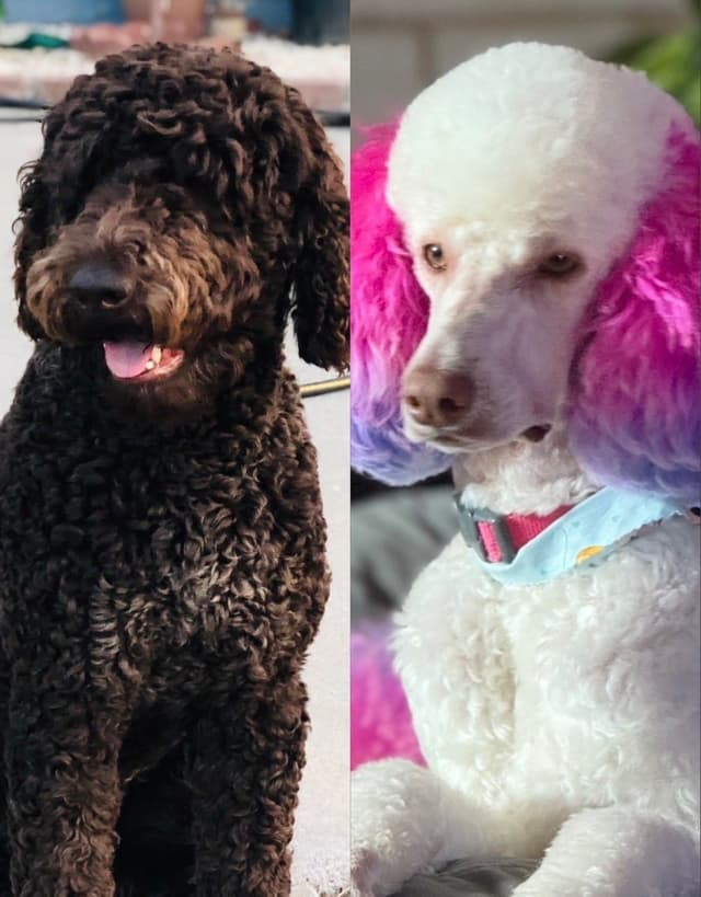 Standard Poodle Puppies media 2
