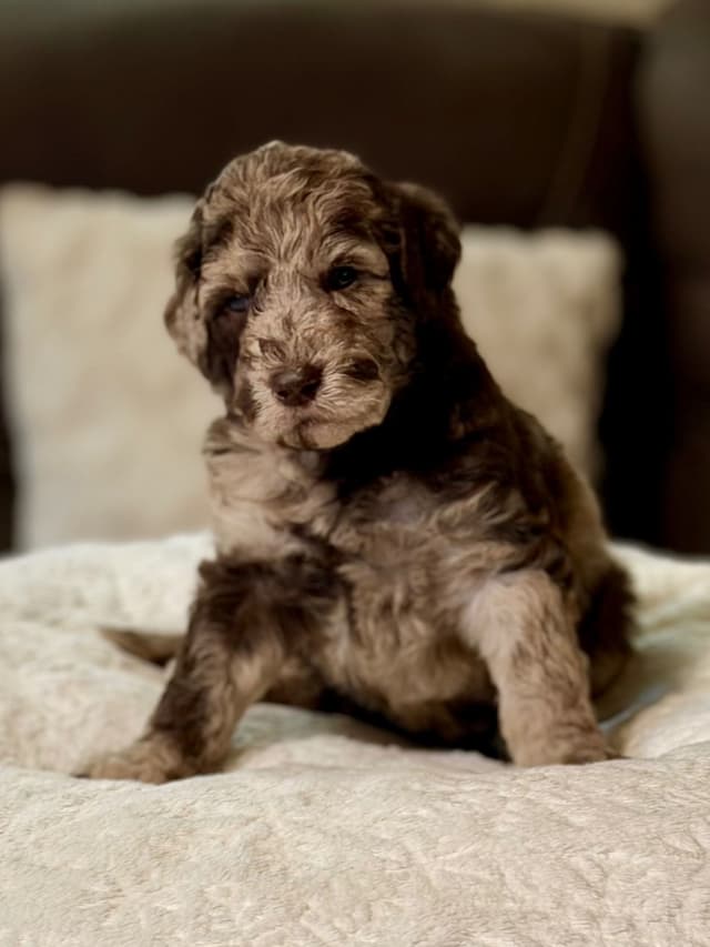 Standard Poodle Puppies media 4