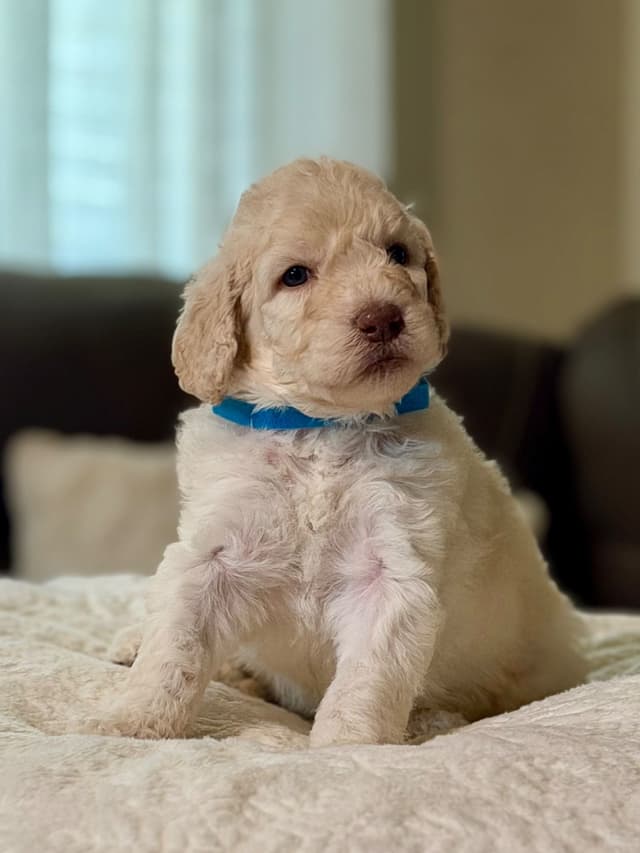 Standard Poodle Puppies media 5