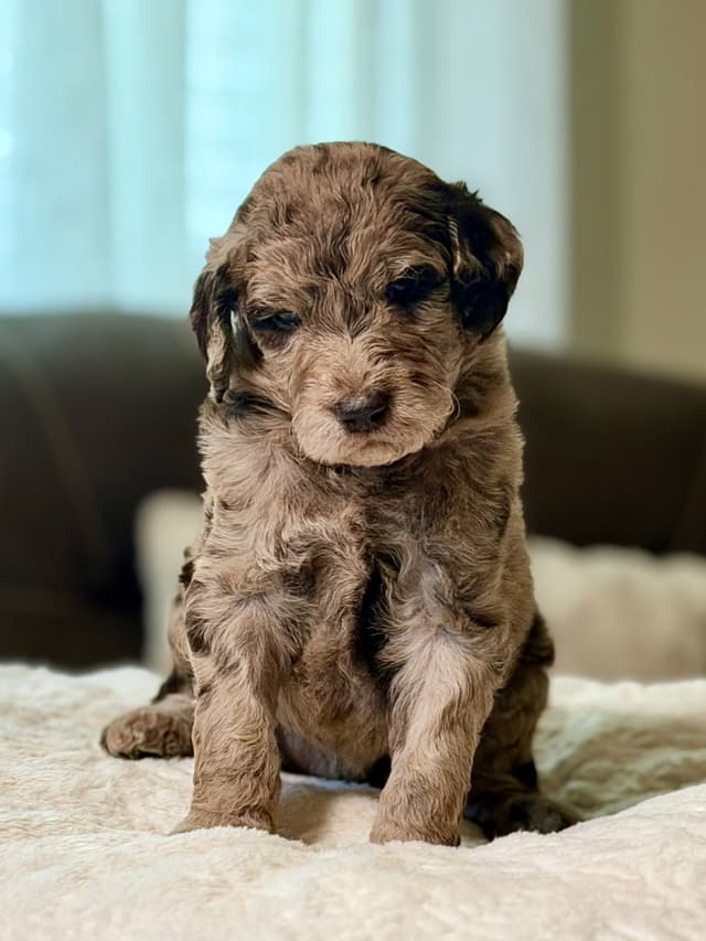 Standard Poodle Puppies media 6