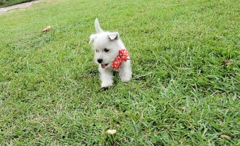 West Highland White Terrier Puppies breeder image 5