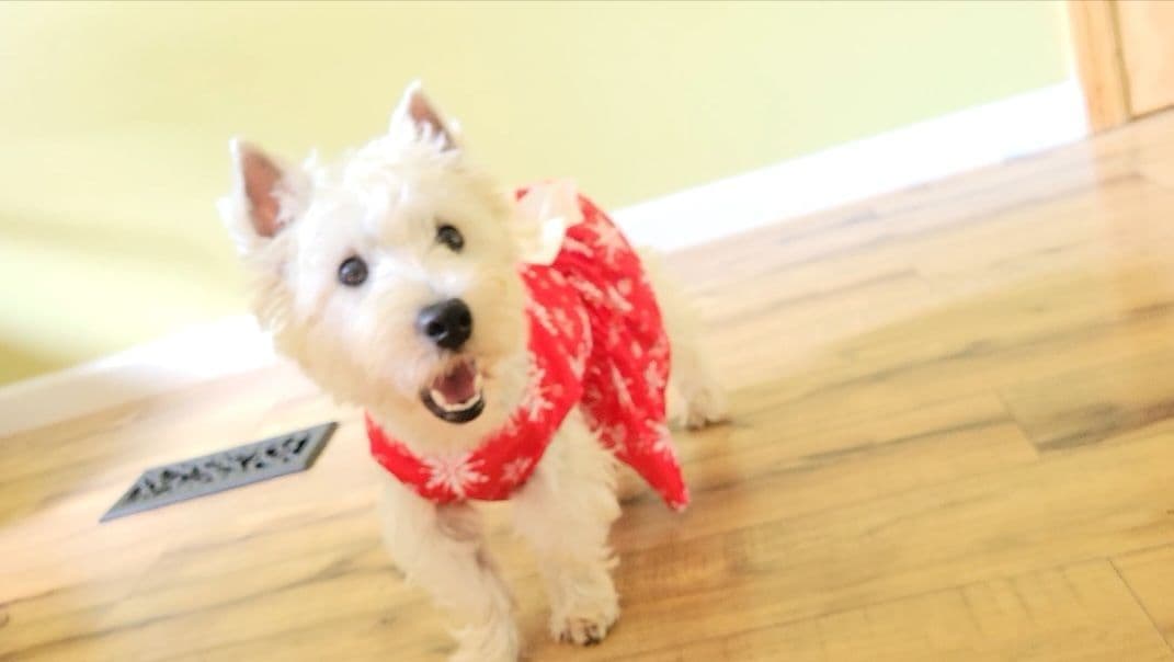 West Highland White Terrier Puppies breeder image 7
