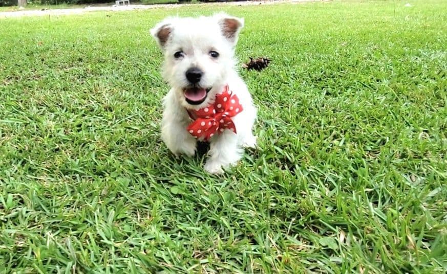 West Highland White Terrier Puppies breeder image 4