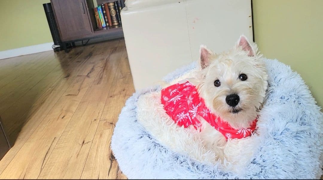 West Highland White Terrier Puppies breeder image 9