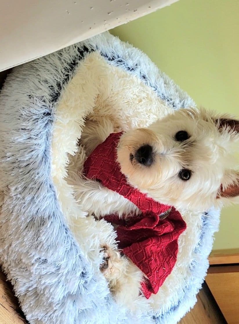 West Highland White Terrier Puppies breeder image 10