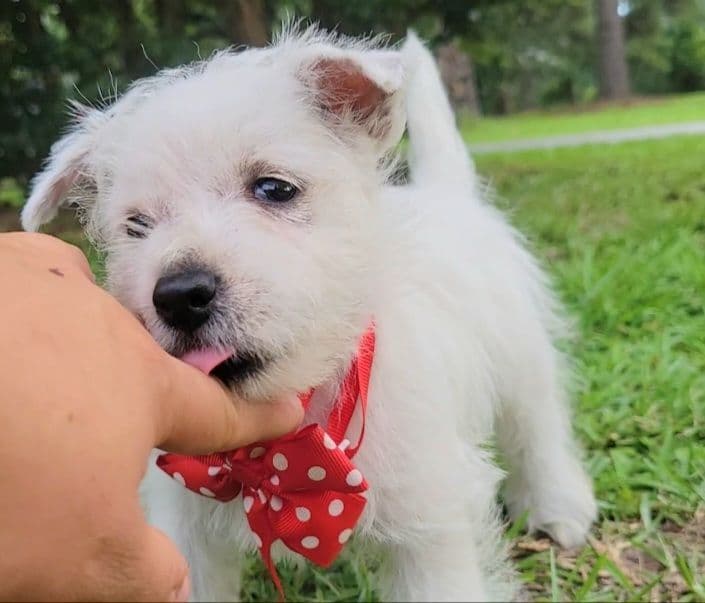 West Highland White Terrier Puppies breeder image 3
