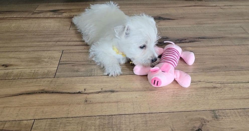 West Highland White Terrier Puppies breeder image 1