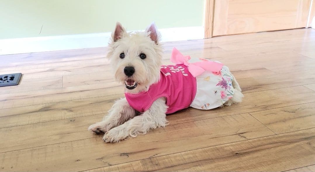 West Highland White Terrier Puppies breeder image 8