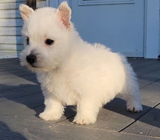West Highland White Terrier Puppies breeder image 11