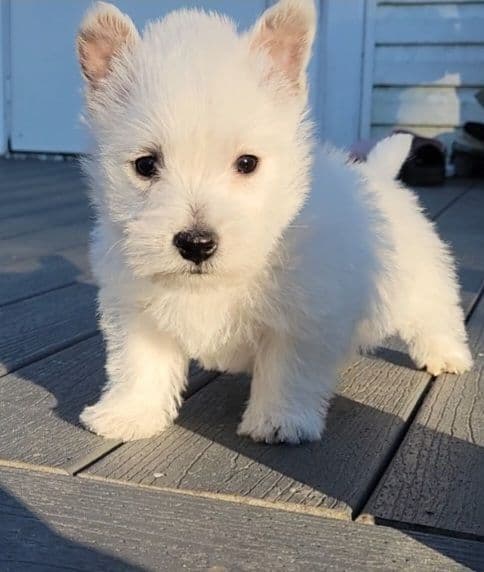 West Highland White Terrier Puppies breeder image 13
