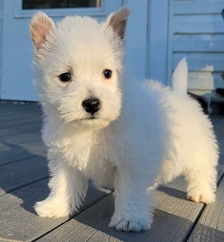West Highland White Terrier Puppies breeder image 14