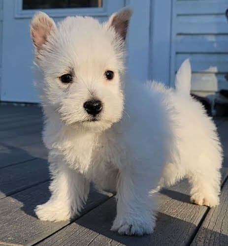 West Highland White Terrier Puppies breeder image 12
