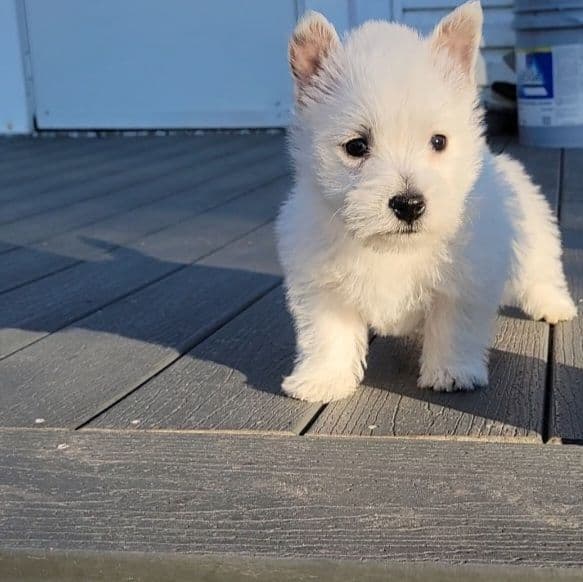 West Highland White Terrier Puppies breeder image 15