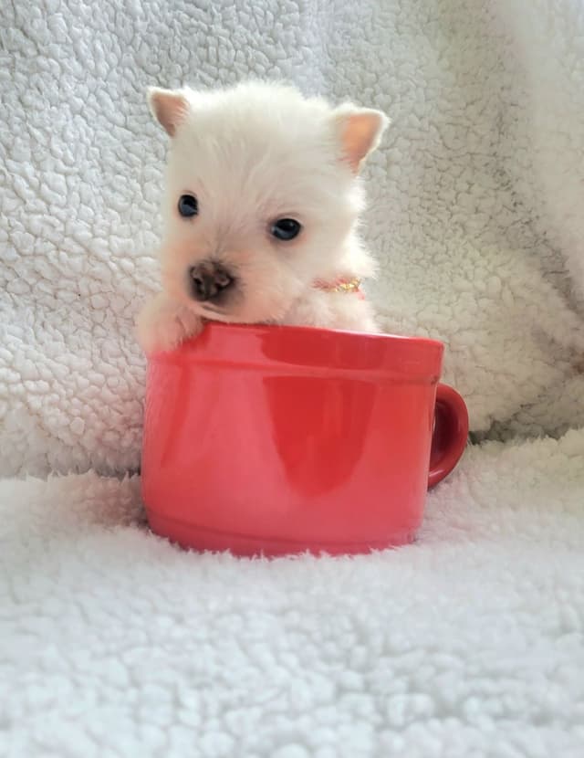West Highland White Terrier Puppies media 2