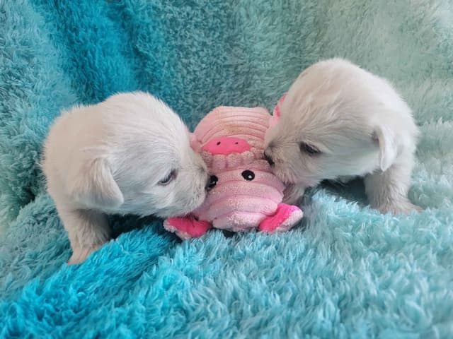 West Highland White Terrier Puppies media 3
