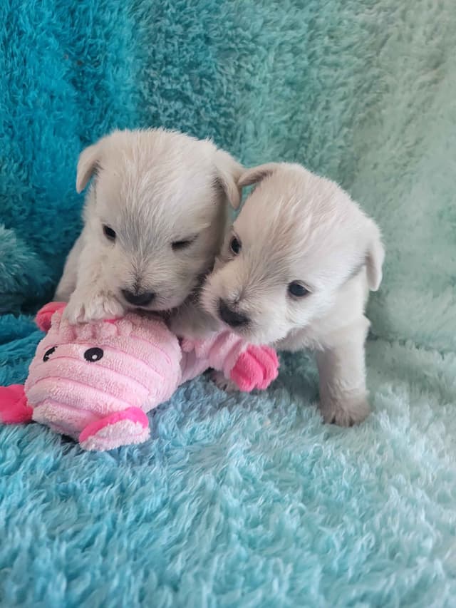 West Highland White Terrier Puppies media 4