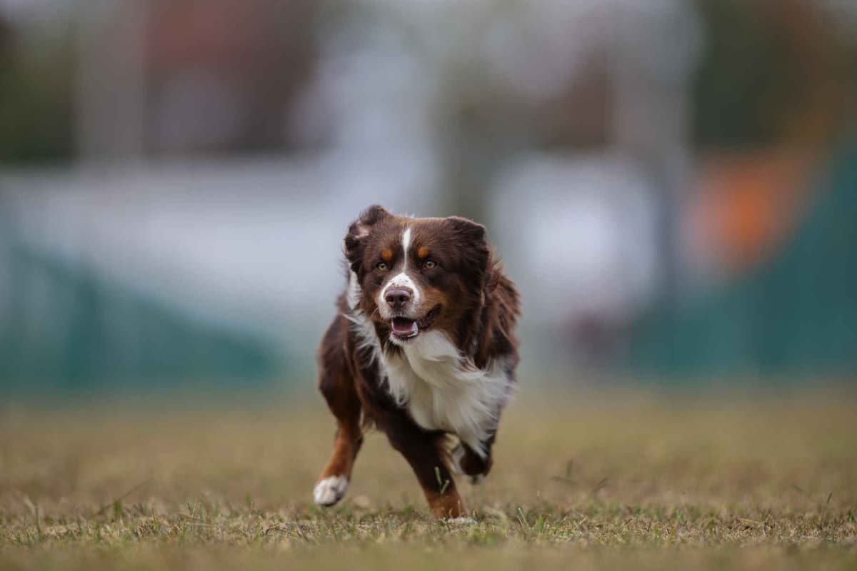Miniature American Shepherd Puppies breeder image 5