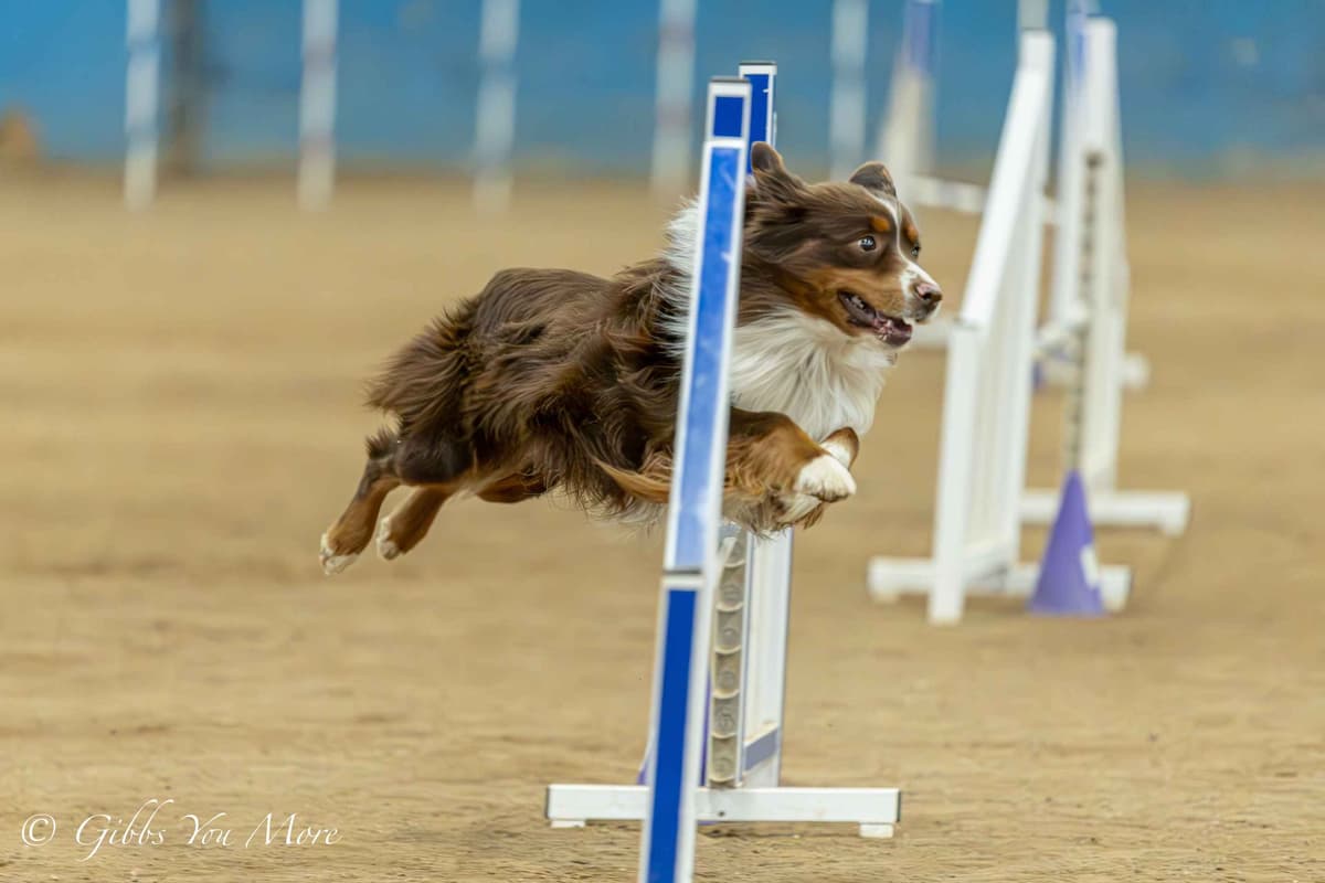 Miniature American Shepherd Puppies breeder image 3