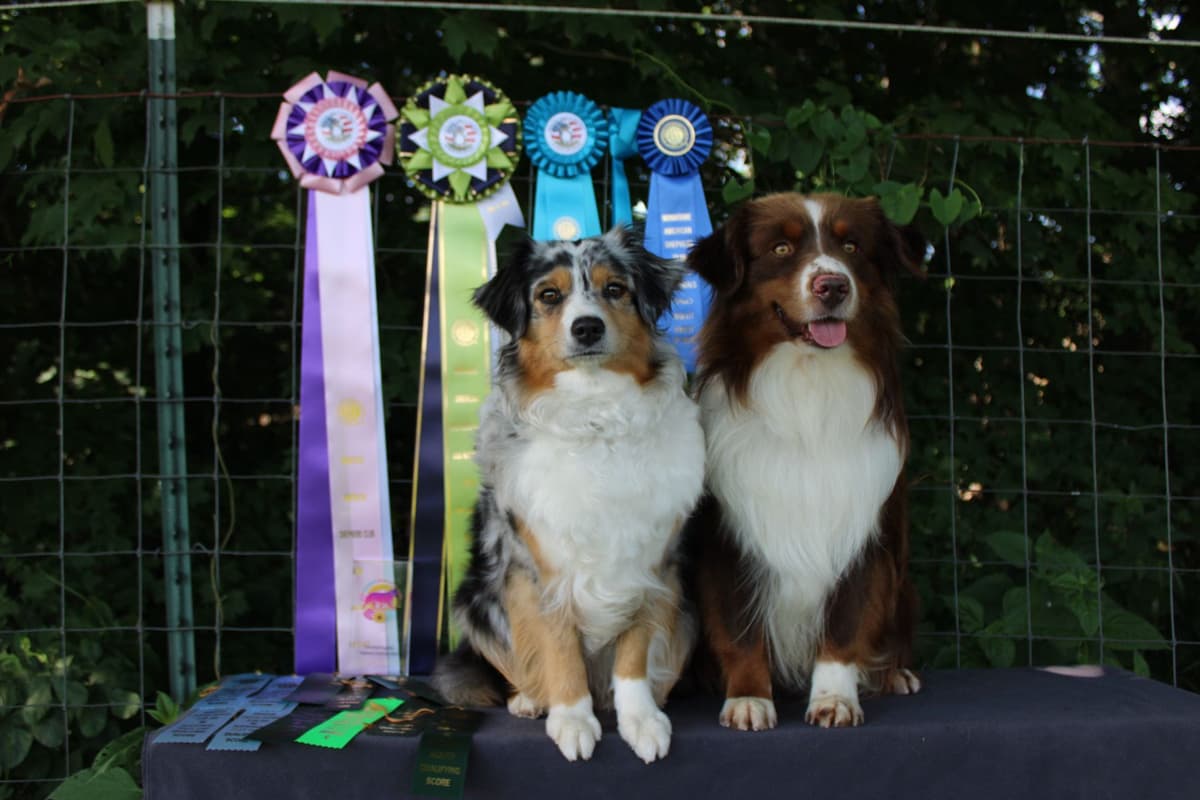 Miniature American Shepherd Puppies breeder image 1