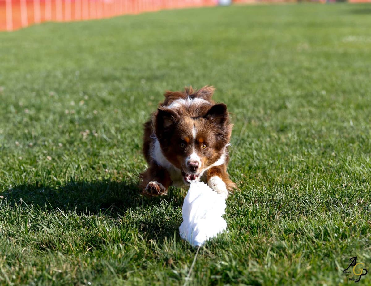 Miniature American Shepherd Puppies breeder image 11