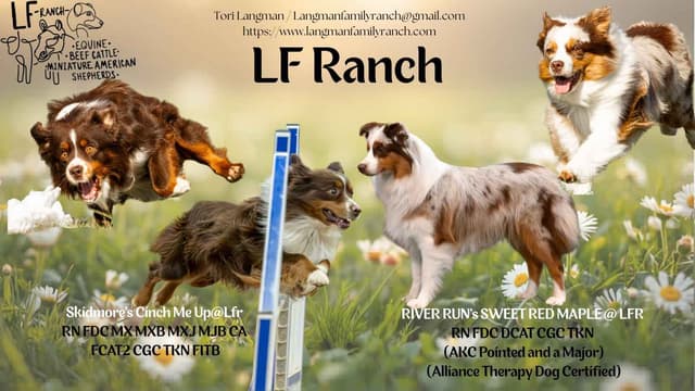 Miniature American Shepherd Puppies media 7