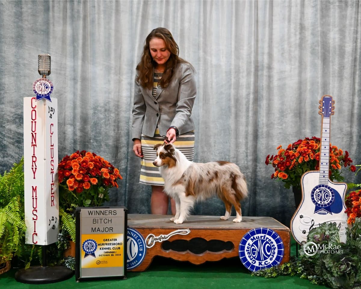 Miniature American Shepherd Puppies breeder image 2
