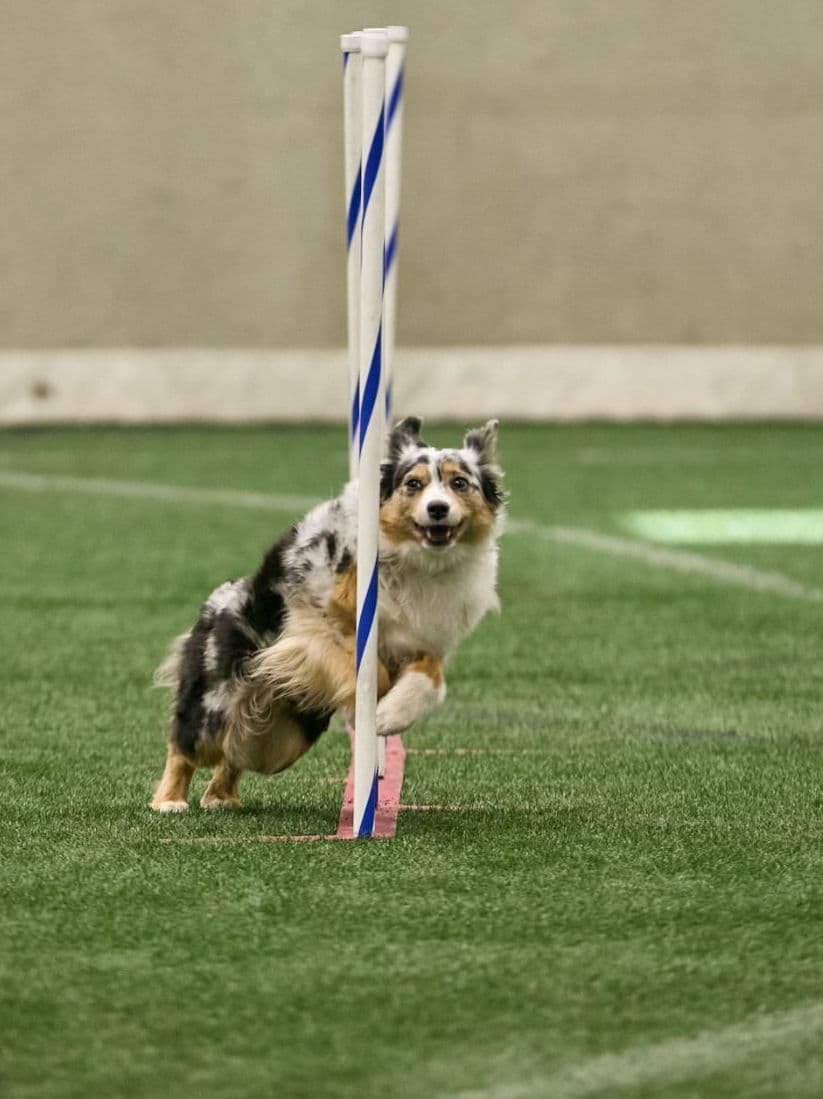 Miniature American Shepherd Puppies breeder image 9