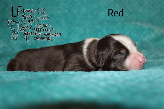 Miniature American Shepherd Puppies media 6