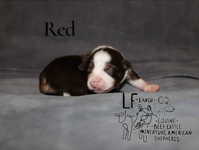 Miniature American Shepherd Puppies media 5