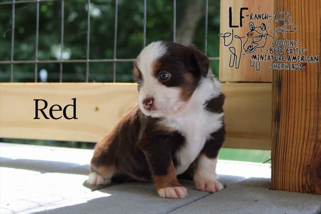 Miniature American Shepherd Puppies media 3