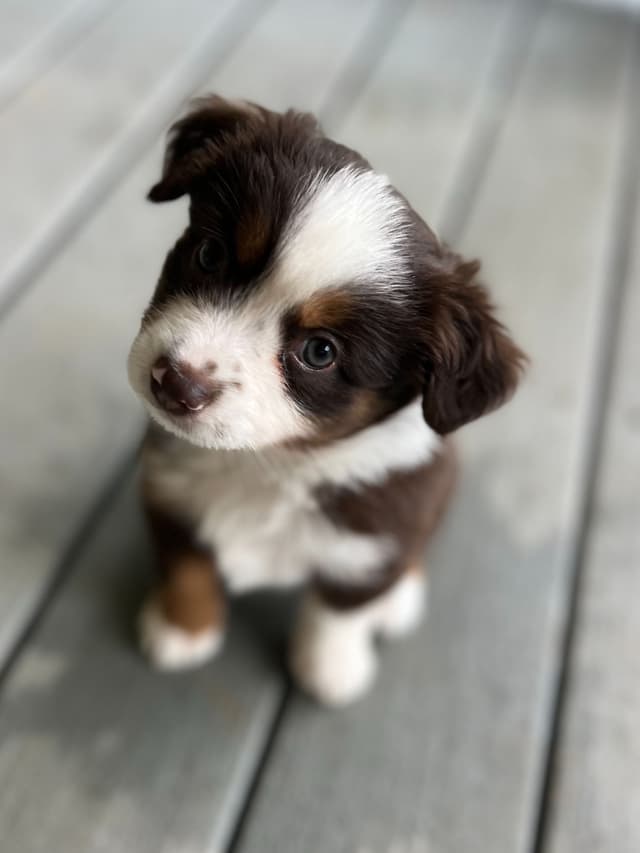 Miniature American Shepherd Puppies media 2