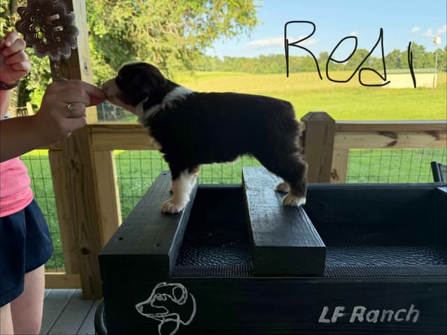 Miniature American Shepherd Puppies media 4