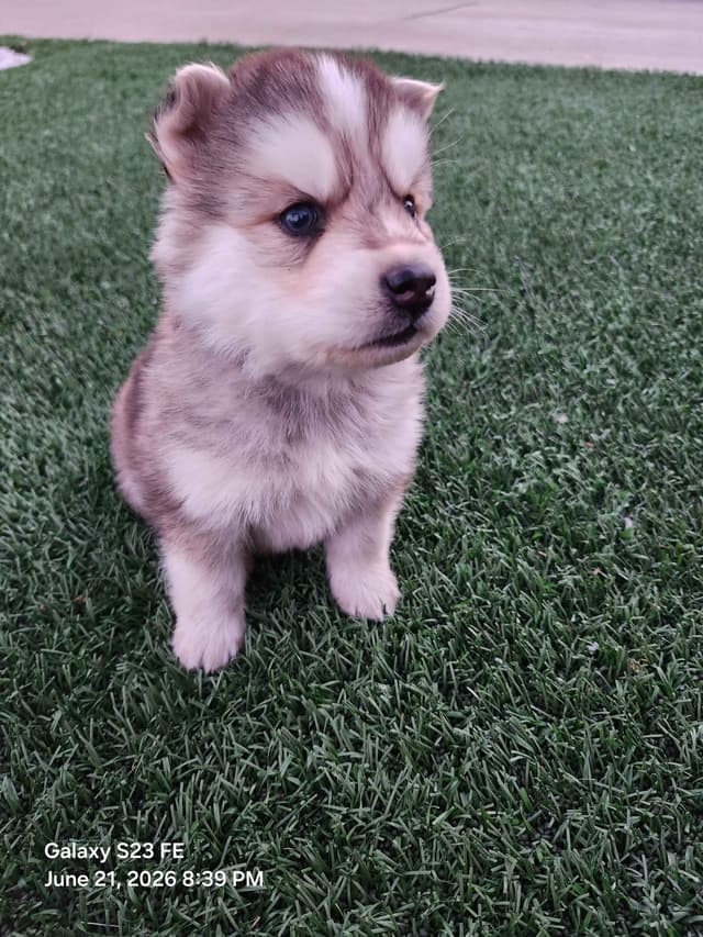 Siberian Husky Puppies media 11
