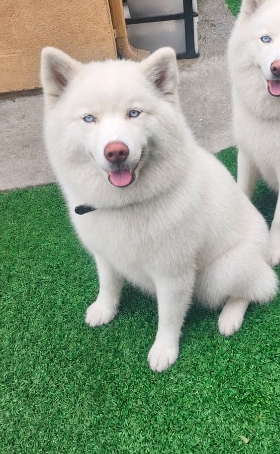 Siberian Husky Puppies media 13