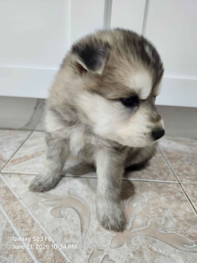 Siberian Husky Puppies media 3