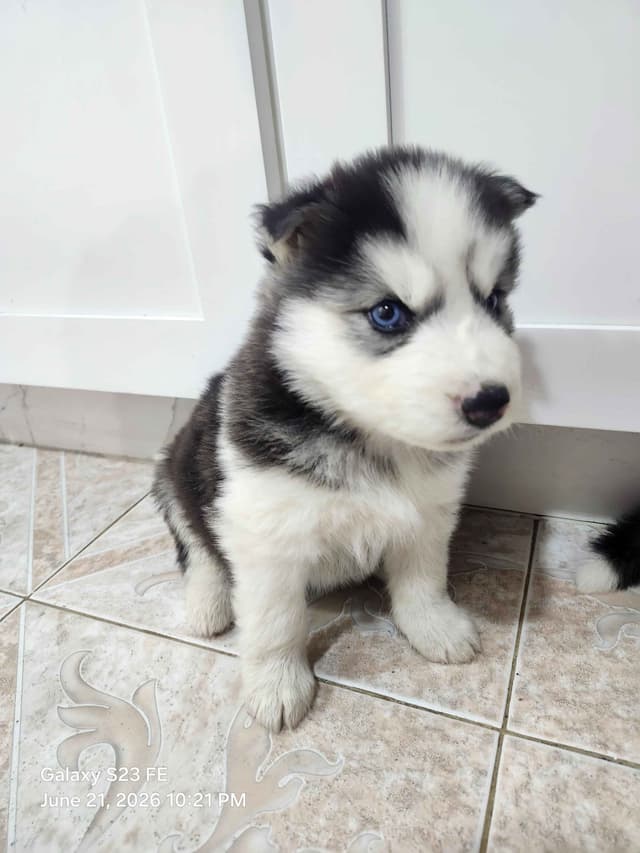 Siberian Husky Puppies media 5