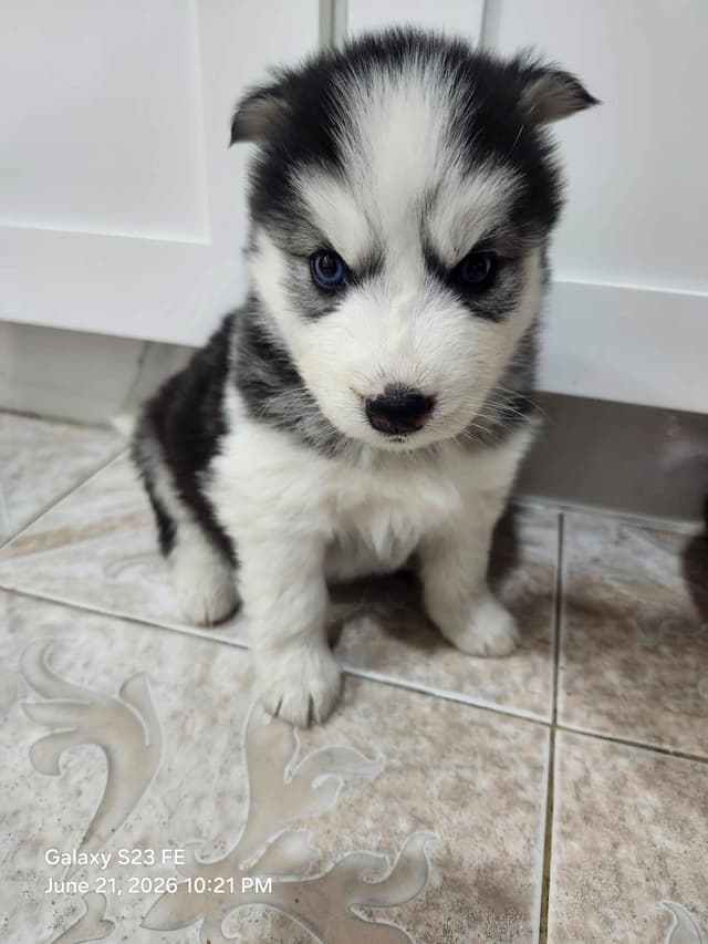 Siberian Husky Puppies media 6